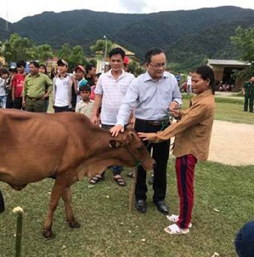 Trao tặng Bò sinh sản cho các hộ gia đình bị nhiễm chất độc da cam ở xã Đông Sơn, huyện A Lưới.