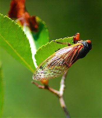 Hát cùng tiếng ve