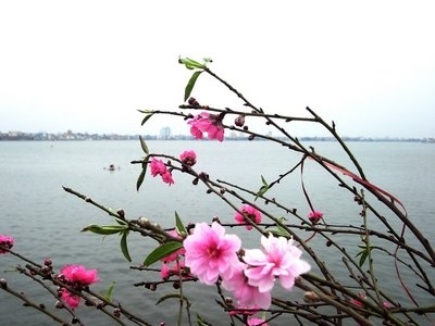 Thương nhớ hoa đào