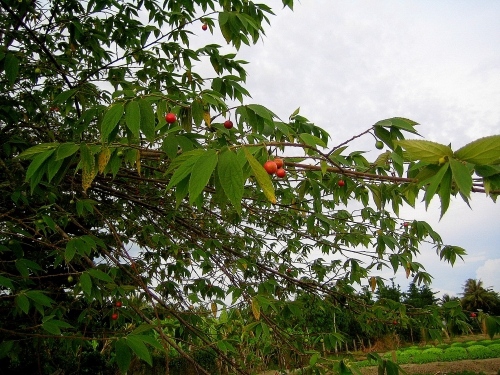 Dưới tàn cây độ lượng