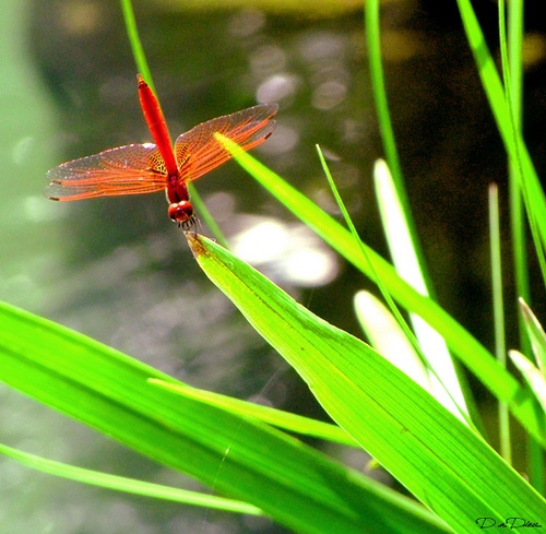 Chùm thơ Hoàng Vũ Thuật