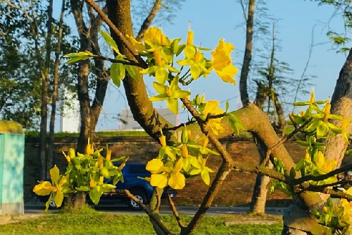 Bâng khuâng dưới cội mai vàng