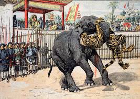 Chuyện về cọp đấu voi nơi Hổ Quyền dưới triều Nguyễn