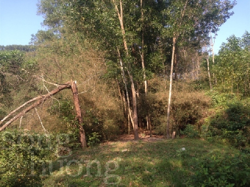 Chùm thơ Nguyễn Đặng Thùy Trang