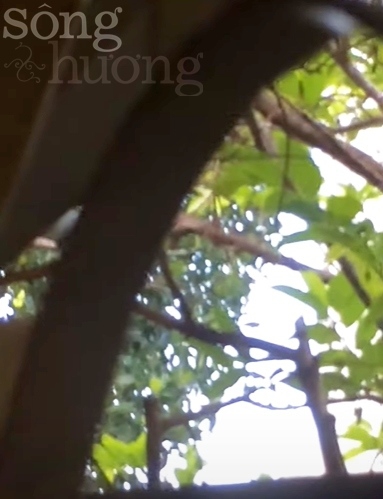 Chùm thơ Vĩnh Nguyên