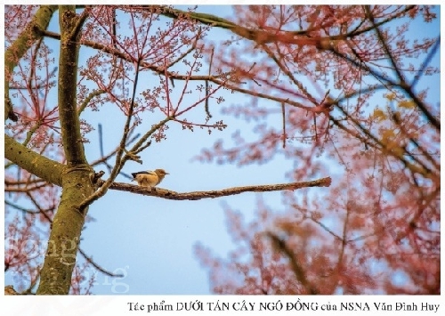 Chùm thơ Mai Tuyết