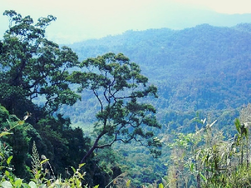 A Roàng mãi xanh
