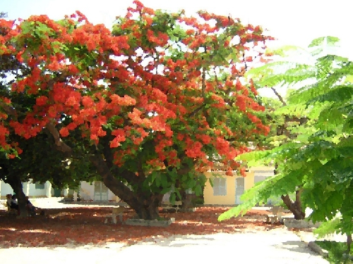 Mùa hạ mãi xa