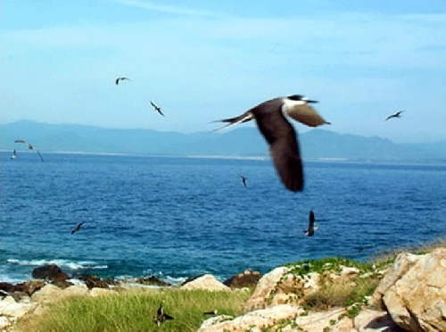 Chùm thơ Nguyễn Đình Tâm