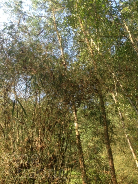 Chùm thơ Nguyễn Thiền Nghi