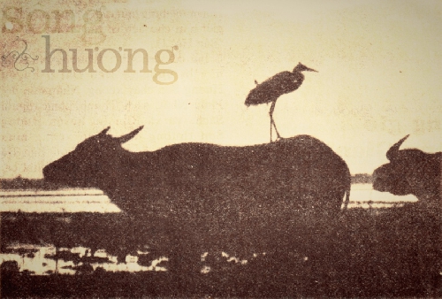 Lộng gió dòng Gianh