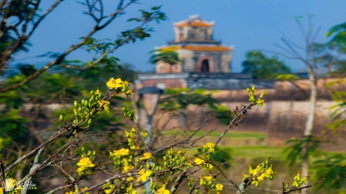 Mộng giấc xuân cùng Tết Huế