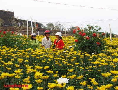 Thơ Sông Hương 02-2010