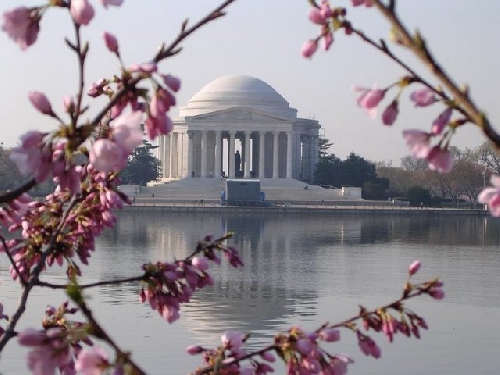 Washington DC - mùa hoa anh đào
